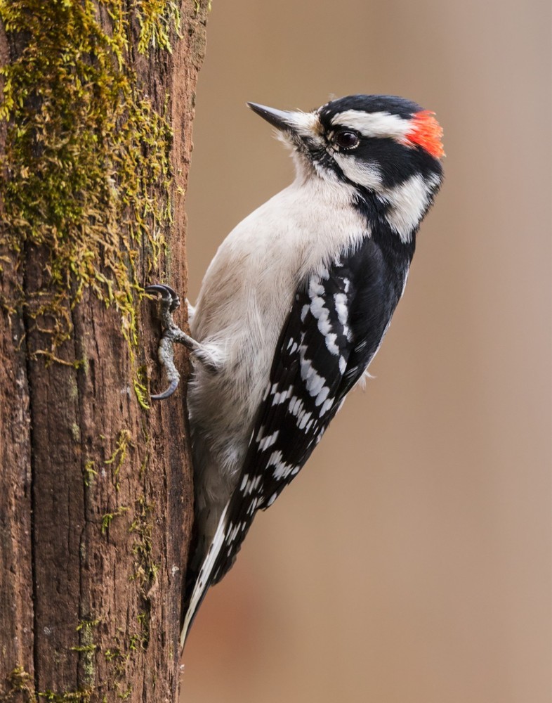 Male Downy Woodpecker 11×14 Photograph Print 11″x14″