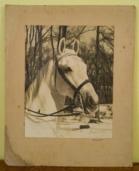 G.M. Rogers B&W Photograph Print Horse Billy R Vintage Camera Club Exhibition