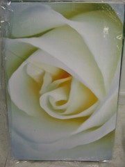 ART PHOTOGRAPHY Rose Acid Free Art Photograph 13×19 by Larry Santucci