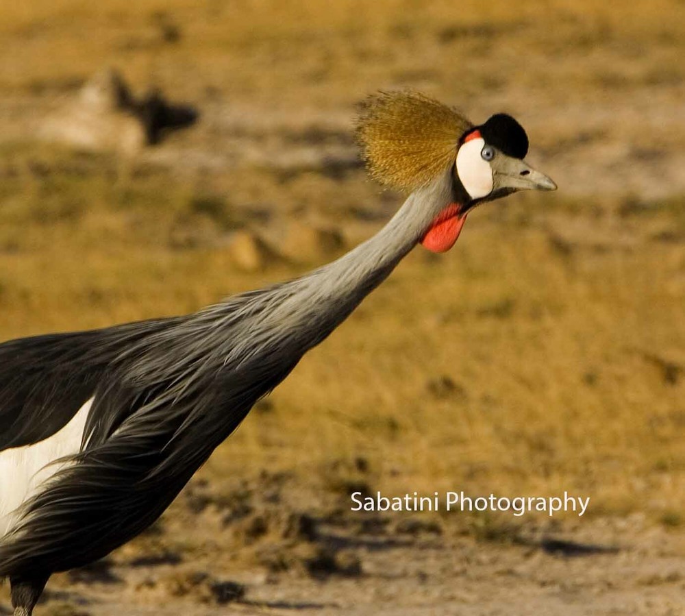 Crowned Crane, Amboselli National Park, Kenya 11 x 14 Print Metallic Paper