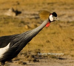Crowned Crane, Amboselli National Park, Kenya 11 x 14 Print Metallic Paper