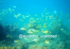 Digital Image Picture Photo Pic Andaman India underwater coral life scuba AND072