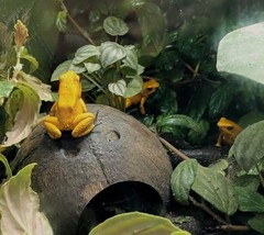 3 Yellow Poison Dart Jungle Frogs Print. 8″ X 10″. Framed