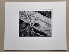 Richard Garrod, gelatin silver B&W photography art original