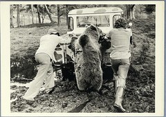 Bear Pushing Truck Art Photo Print Card By John Drysdale Fotofolio 4.25”x6”