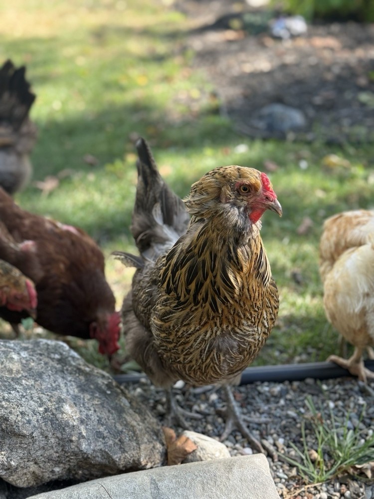 Chicken “Carla” Bird Americauna Color Portrait Photograph Animals Nature