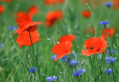 Color Photo Red Poppies Blue Flowers Nature Original Paper 21×30 cm