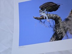 RARE John B. Spohrer, Jr. Signed Osprey Catfish Print Florida’s Forgotten Coast
