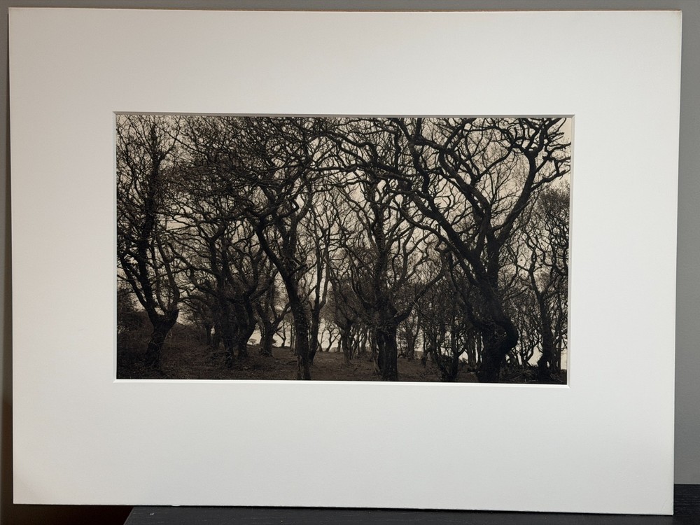 Dick Arentz, Trees, Pedine, S. Wales, 1986, Palladium / Platinum Print