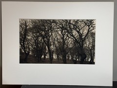 Dick Arentz, Trees, Pedine, S. Wales, 1986, Palladium / Platinum Print