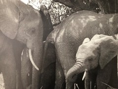 GEORGE RODGER,’ELEPHANTS, KENYA,1954′ AUTHENTIC 1990 ART PHOTO PRINT