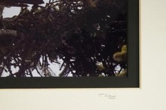 Tom Adams Nature Photography Osprey Wildlife Bird Oregon B&W Photo Art 11X14