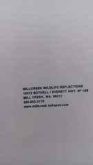 Millcreek Wildlife Reflections Set Photographs Wolves 2 Framed Matte 16.5″x13.5″