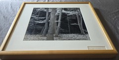 Brett Weston – Elm/Beech Forrest, Netherlands 1971 – Signed, Silver Photograph