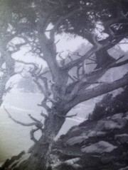 Leopold Hugo Signed Monterey Coast Cyprus Photograph