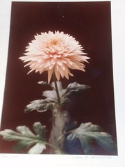 LOT OF 3 ORIGINAL COLOR PHOTOGRAPHS OF PLANTS FLOWERS 14.5 X 10.25 INCHES
