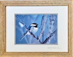 Fine Art Photograph print, Winter Chickadee nature, birds, signed, framed 18×14