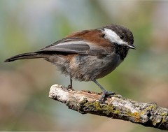 Chestnut-backed Chickadee 11×14 Photograph Print 11″x14″