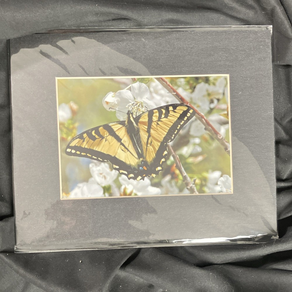 Butterfly on Flowers Nature Art Photograph 8×10 Matted Landscape Wildlife