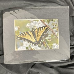 Butterfly on Flowers Nature Art Photograph 8×10 Matted Landscape Wildlife