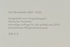 Karl Blossfeldt, horse chestnut, photograph from estate, stylus art 2010