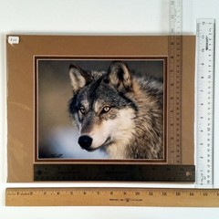 Wolf Photograph Professionally Matted Photo Professional Mat Dennis Blaisdell
