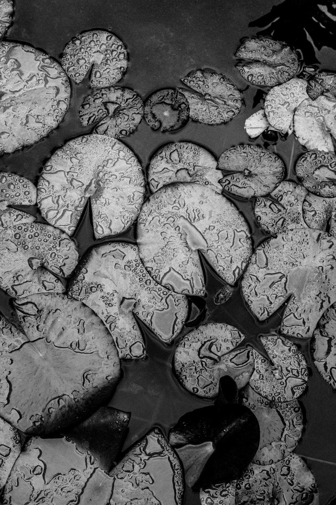 Zen Garden lilypad botanicals art Photography B+W 8×12″ Archival Lustre Print