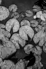 Zen Garden lilypad botanicals art Photography B+W 8×12″ Archival Lustre Print