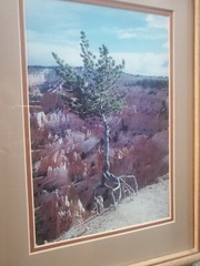 Tenacity Bryce Canyon Original Photo Framed 12.5 x 17.5 Wood Double Matted