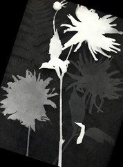 1975 Man Ray Rayograph Flowers Photogram Art Photo Gravure