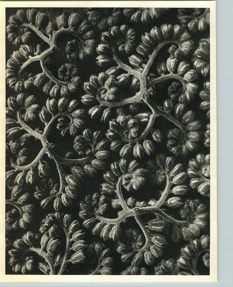 1942 Original BOTANICAL PLANT Phacelia Congesta Flower Photo Art KARL BLOSSFELDT