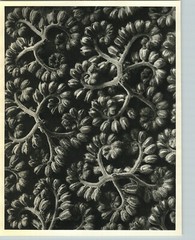 1942 Original BOTANICAL PLANT Phacelia Congesta Flower Photo Art KARL BLOSSFELDT