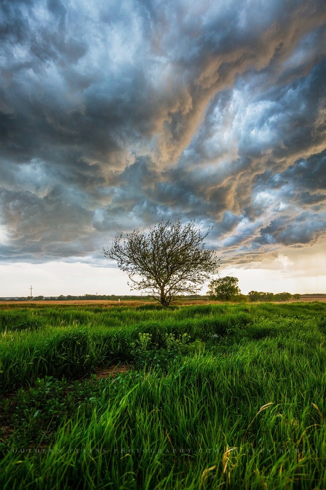 Country Photography Print – Vertical Picture of Tree Under Stormy Sky in Kansas