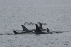 Whales or Dolphins Photo, Pick One Image – Various Sizes