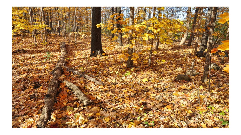Fall Forest Leafy Ground 2, High Resolution Image, Many Formats, TV Art