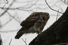 Red Tail Hawk Photo, Pick One Image – Various Sizes