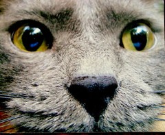 Original -Cat Face -Pet Portrait -Photoghaph- -Signed -mounted On Wood Frame