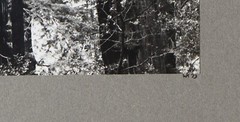 WERNHER KRUTEIN Original Photograph Redwood Trees 1973
