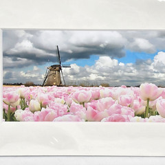 Keukenhof by Challa – Tulips Windmills Matted Art Photograph