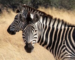Gift, Gifts for Her, Gifts for Him,2 South Africa Zebras Canvas Wall Hanging