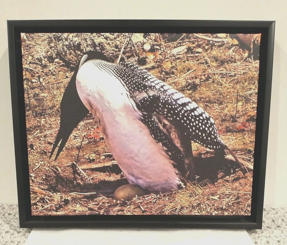 Picture Original Loon Bird Photo by Puckett Canvas Black Frame 12.5 x 15.5″ NEW