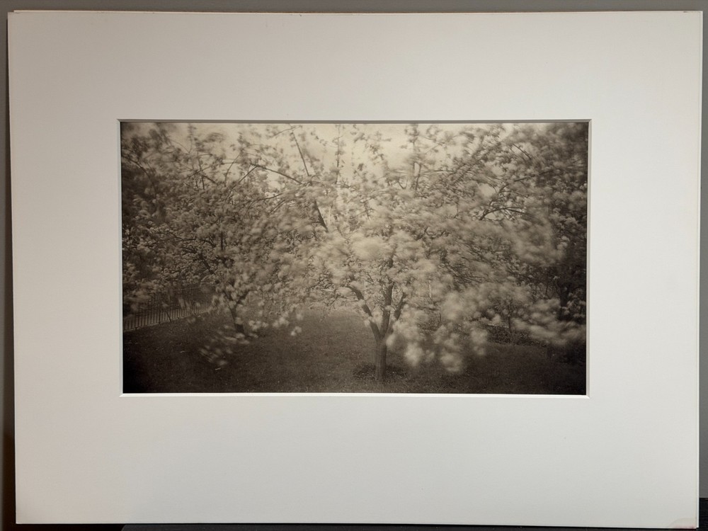 Dick Arentz, Taro, Plum Tree, Tintern Wales, 1985, Palladium / Platinum Print