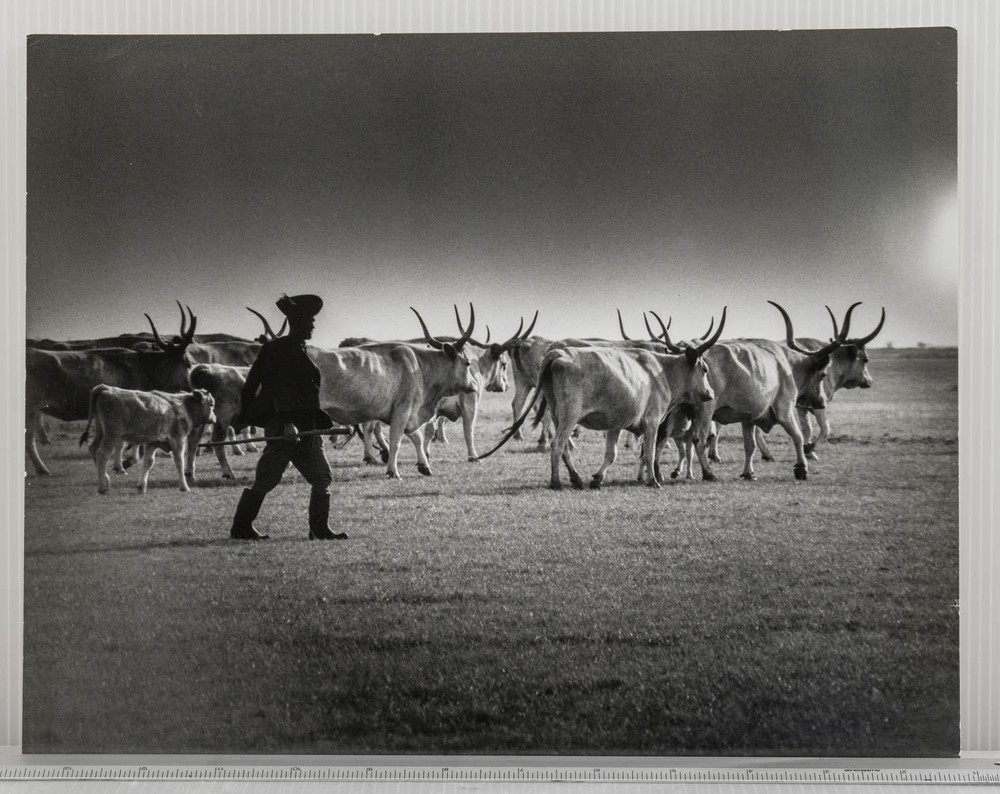 Vintage Press Photo Hungarian Herdsman Cattle Pittsburgh Press Roto 1969