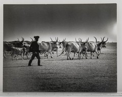 Vintage Press Photo Hungarian Herdsman Cattle Pittsburgh Press Roto 1969