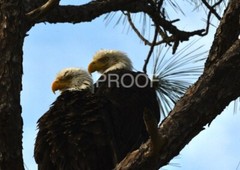 Color print of two American bald eagles