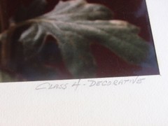 LOT OF 3 ORIGINAL COLOR PHOTOGRAPHS OF PLANTS FLOWERS 14.5 X 10.25 INCHES
