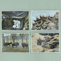 1937 PHOTO COLLECTION- “WILD ANIMALS FROM THE FOREST AND MEADOWS“ FROM GERMANY