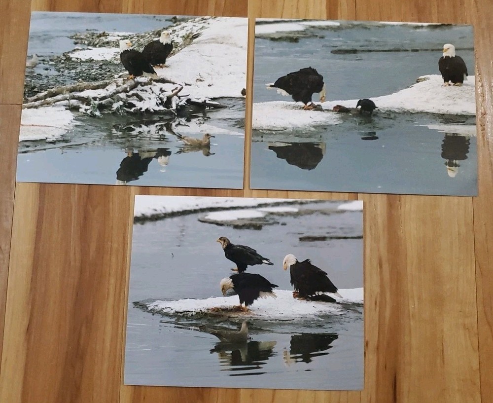 American Bald Eagle Print Pictures Lot of 3 Birds Nature Preserve Water 8×10