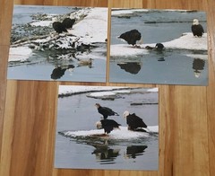 American Bald Eagle Print Pictures Lot of 3 Birds Nature Preserve Water 8×10