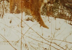 Mountain Lion Stalking in the Snow John Eveland Signed Photo Wood Framed